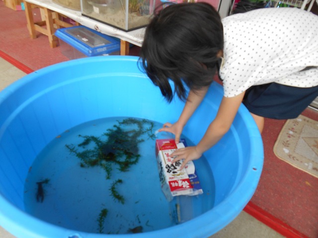 9月26日（水曜日）「ザリガニがやってきた！どうやって触るの？おうちも作ろう！」の画像2