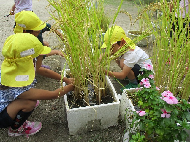 10月10日（水曜日）「今日は、稲刈りをしよう！」の画像1
