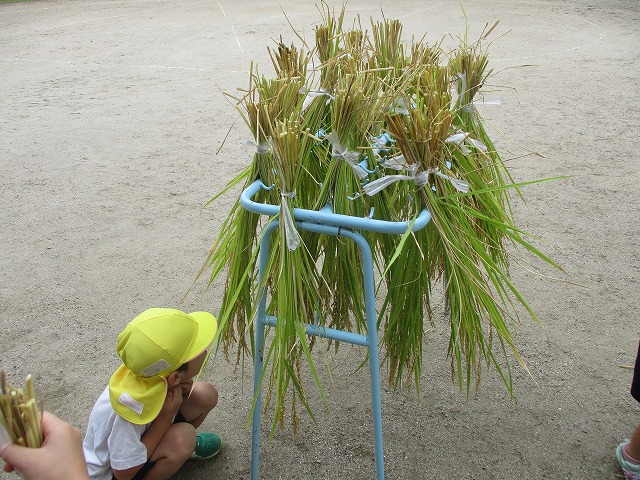 10月10日（水曜日）「今日は、稲刈りをしよう！」の画像4