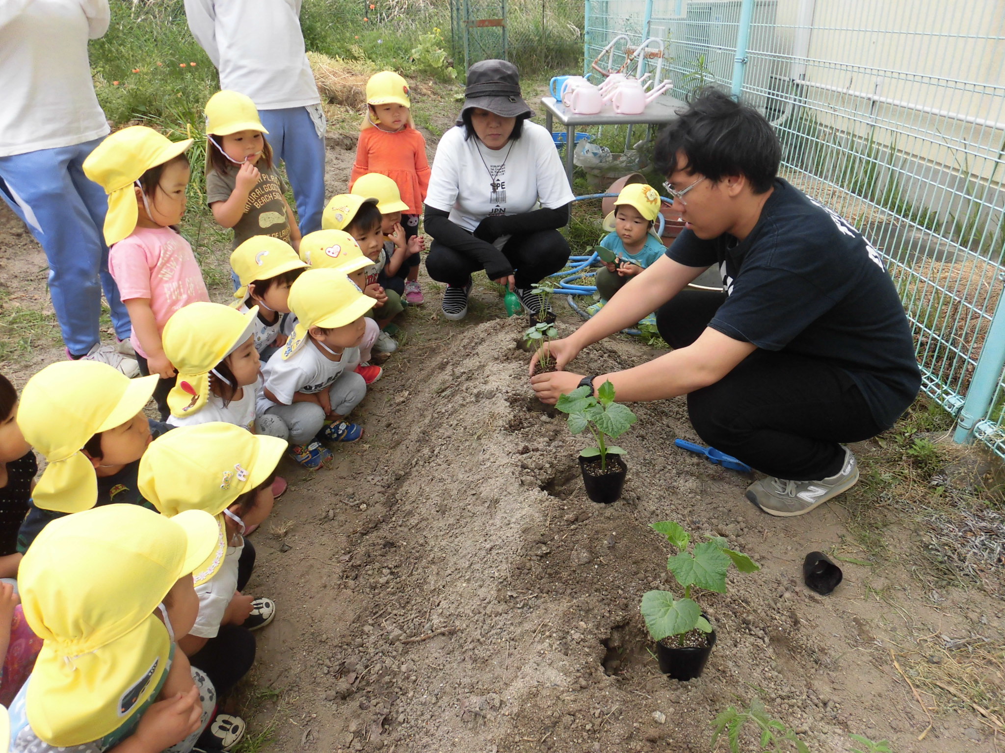 野菜の苗を植えましたの画像2