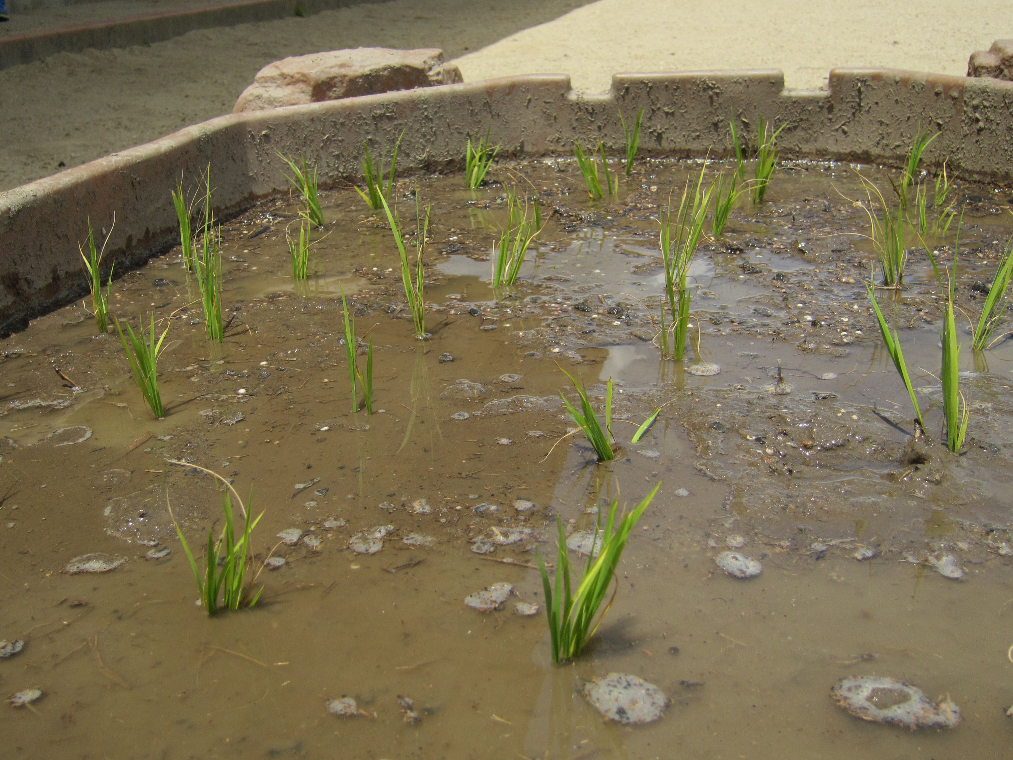 野菜の苗を植えましたの画像３