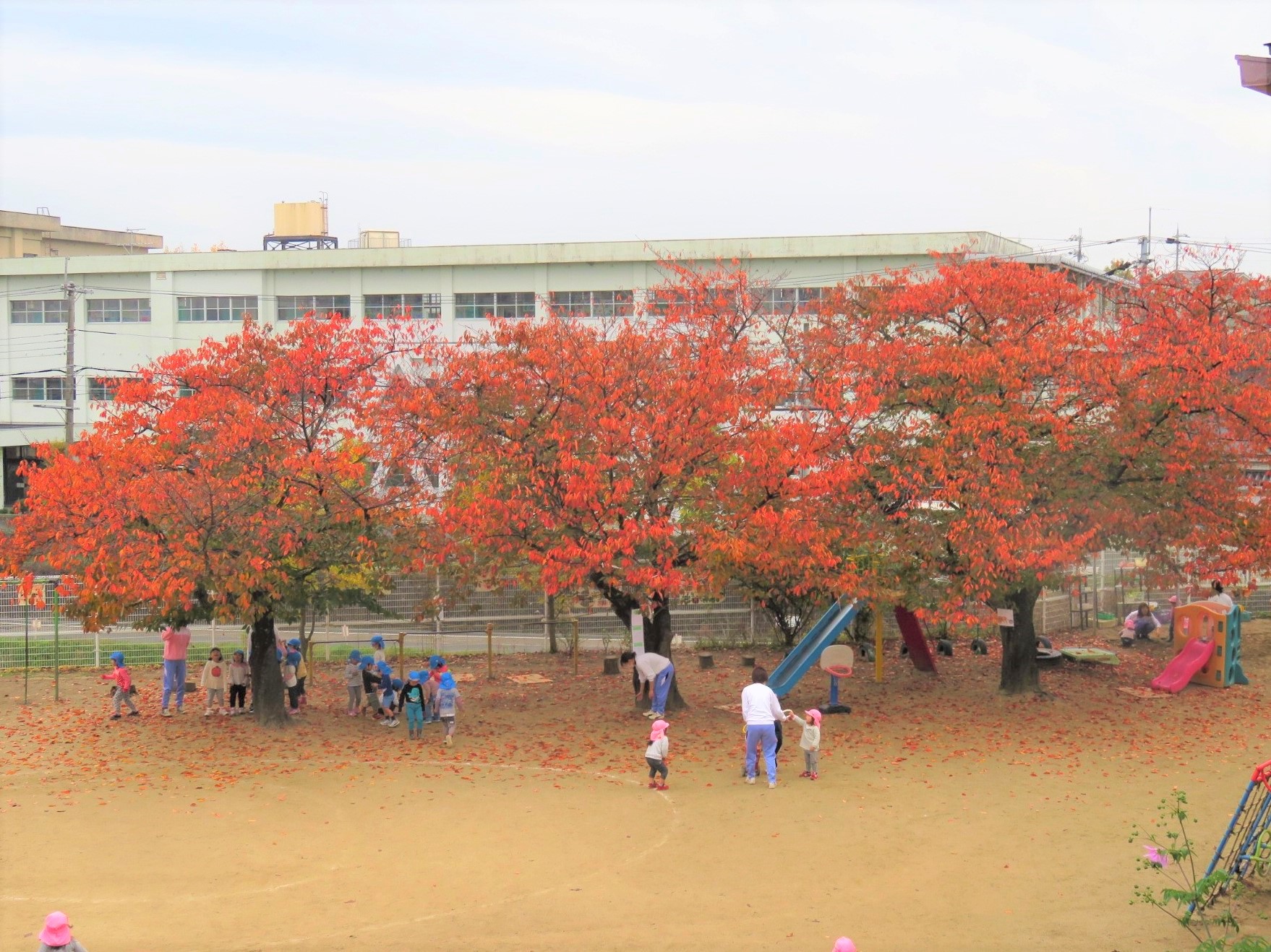 園庭　桜が紅葉