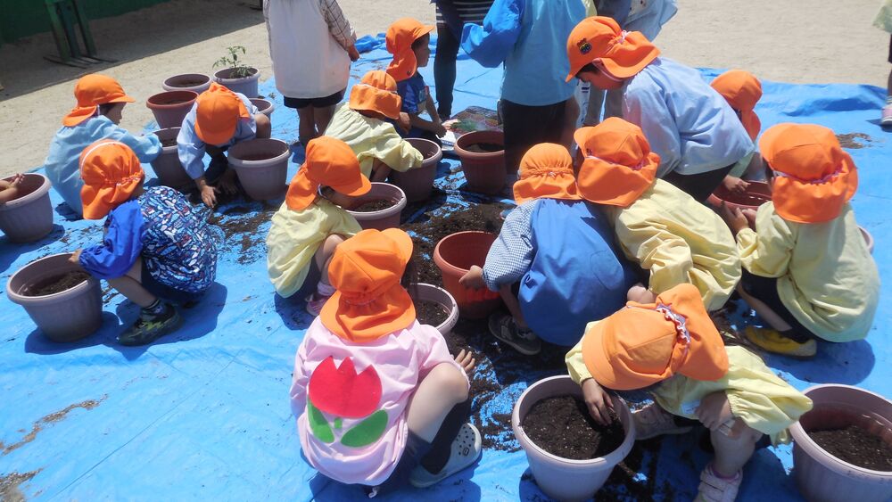 5歳児苗植えの画像1