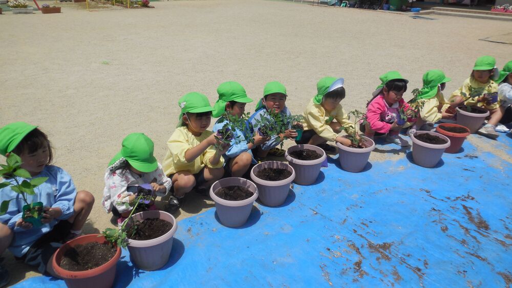 5歳児苗植えの画像2