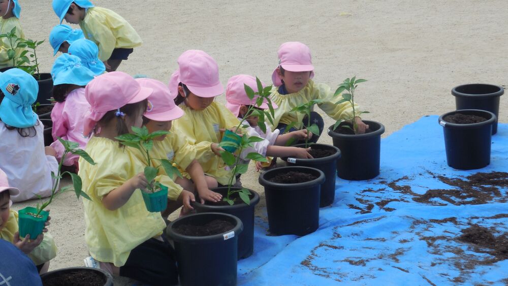 4歳児野菜の苗植え