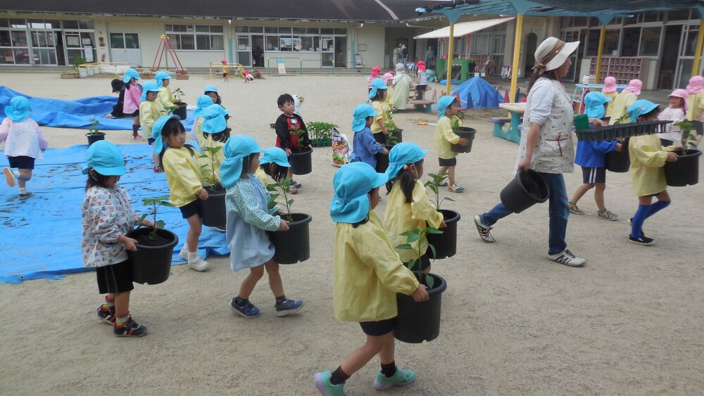 4歳児　苗植え