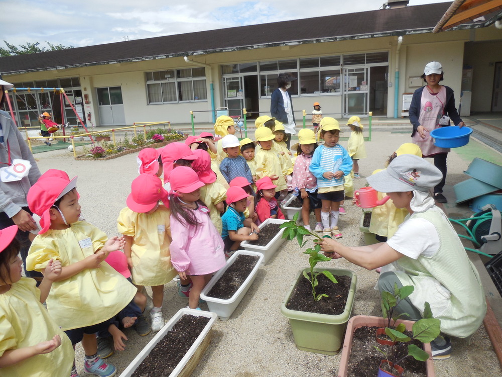 3歳児苗植えの画像1