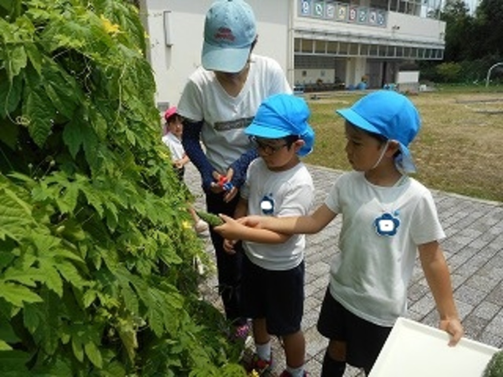 夏野菜収穫の画像1