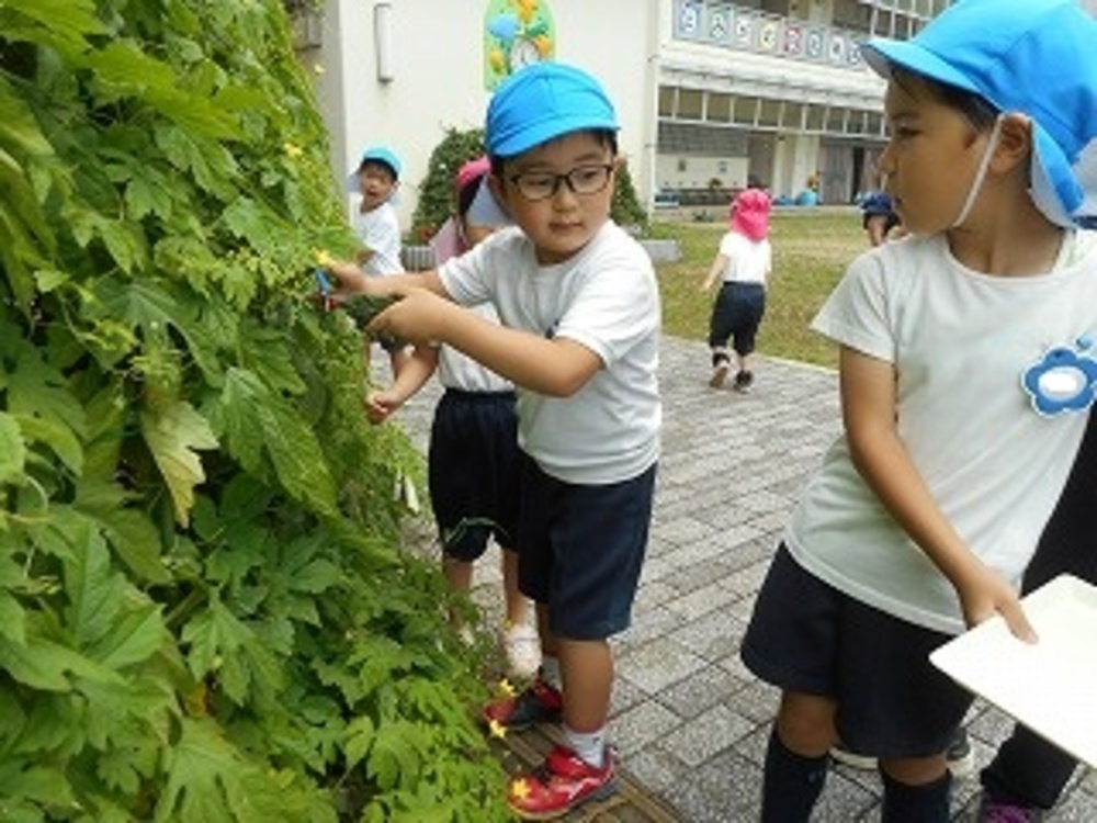 夏野菜収穫の画像2