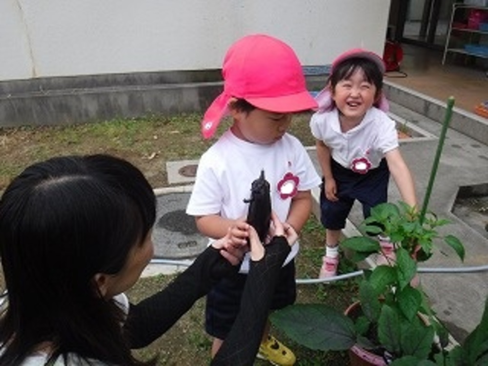 野菜収穫の画像1