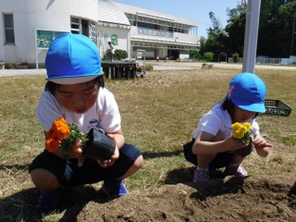 花の苗植えの画像1