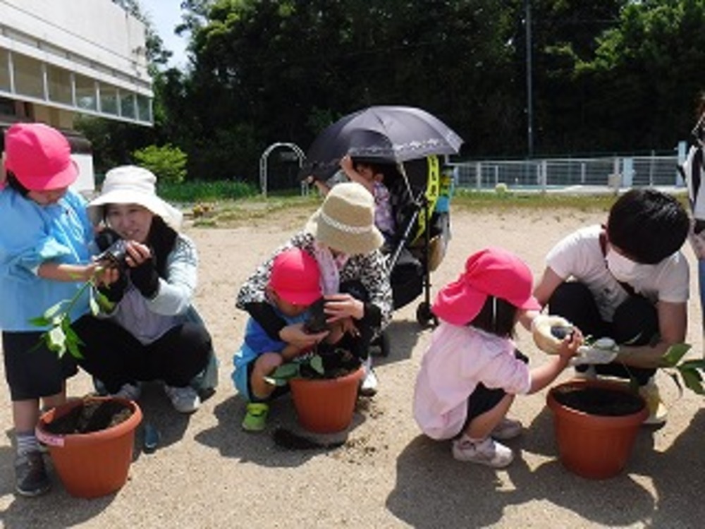 苗植え様子の画像3