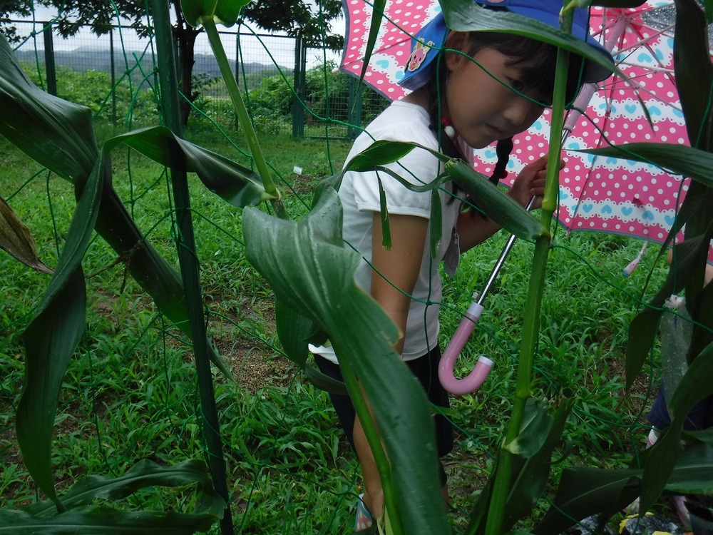 夏野菜を収穫の画像1