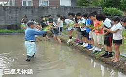 「田植え体験」の写真