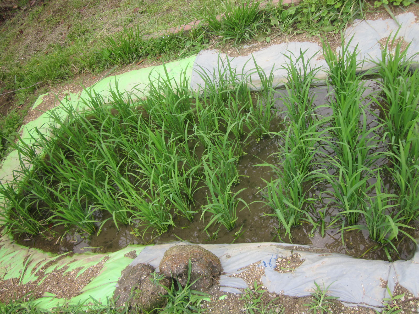 畑の野菜や、稲が大きくなってきました。水やり頑張ってるよの画像1
