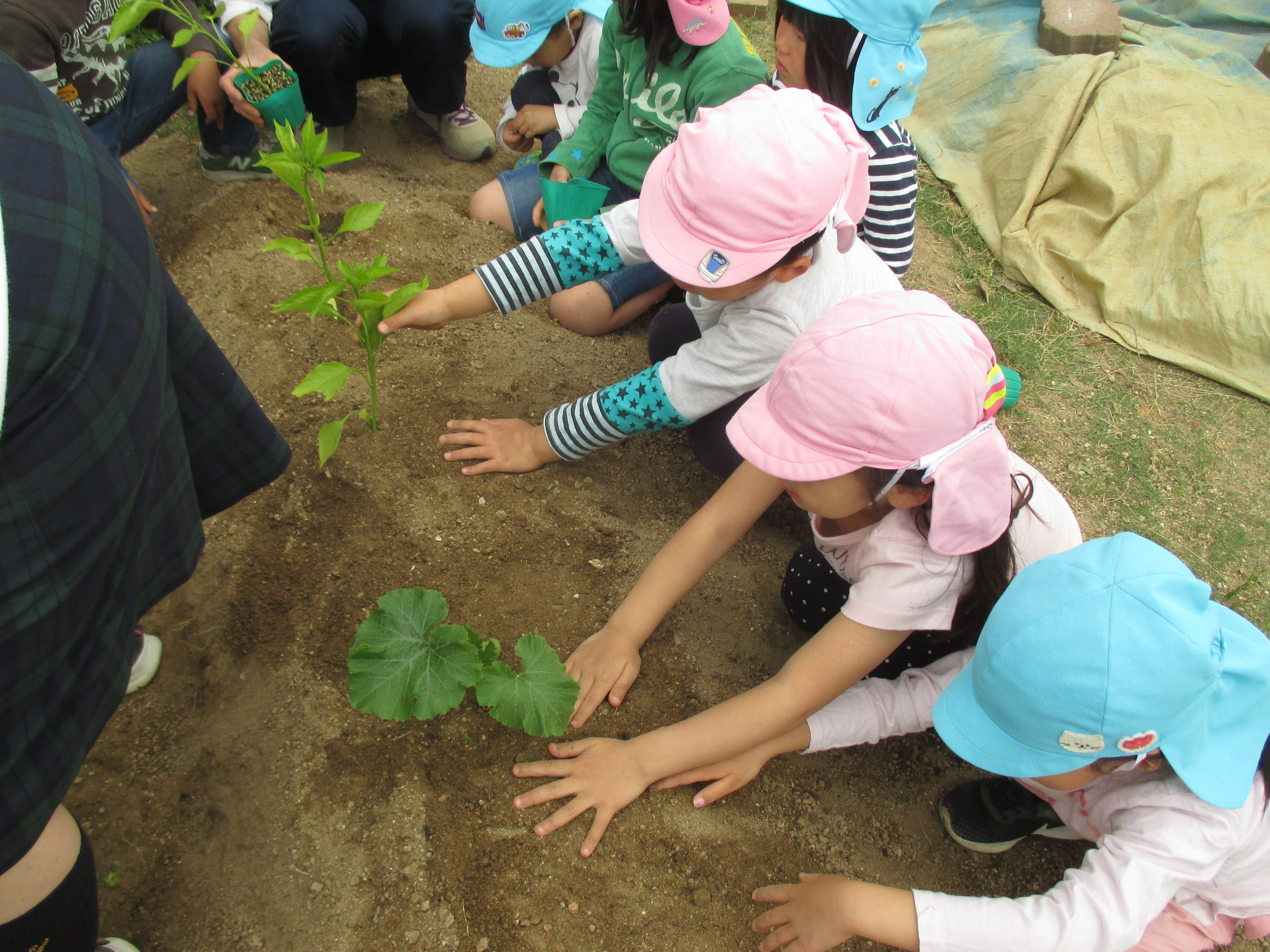 夏野菜の苗を植えましたの画像1