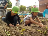 サツマイモの苗植えの様子1