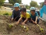 サツマイモの苗植えの様子2