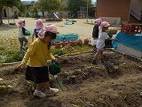 サツマイモの苗植えの様子3