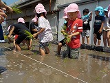 田植えの様子3