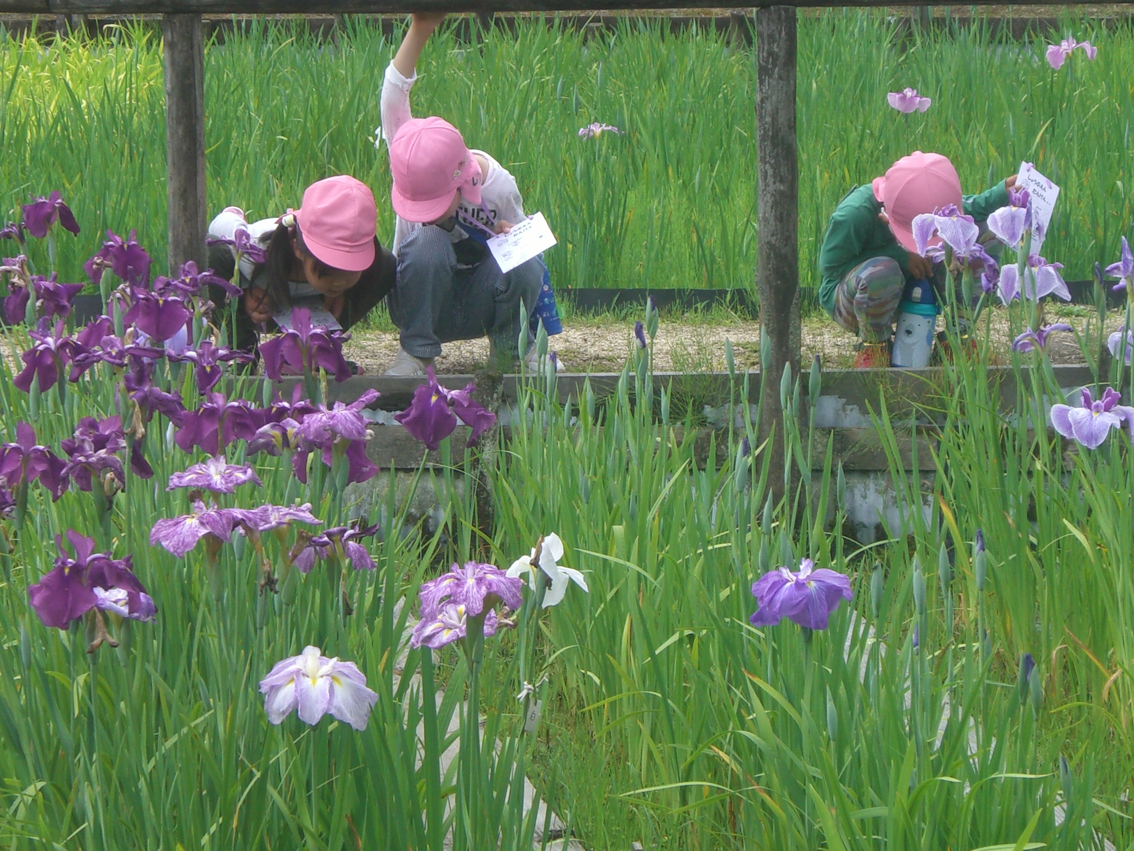 菖蒲園見学の画像3