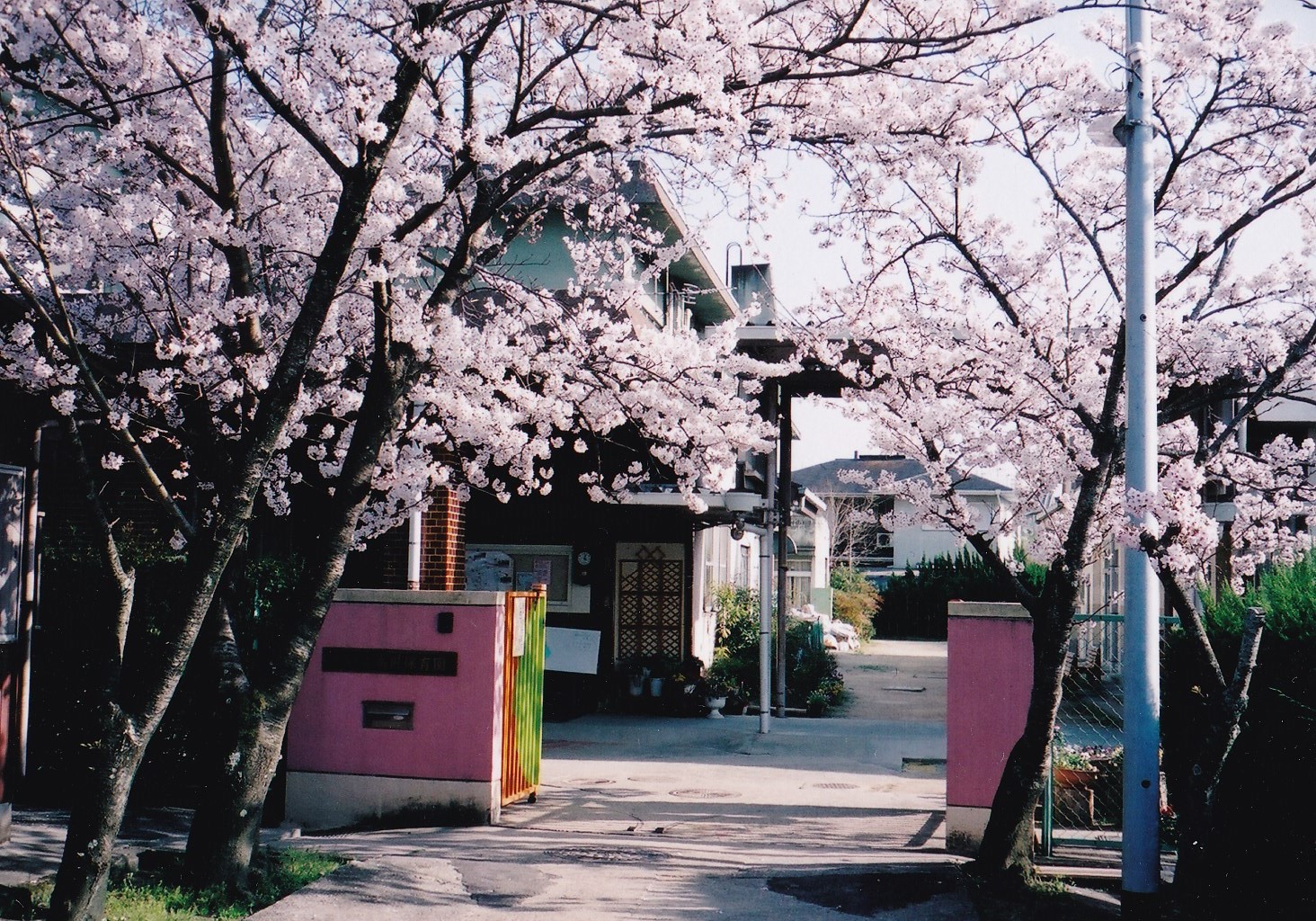 高円こども園正門前の満開の桜並木から見える園舎
