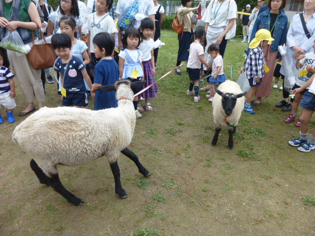 （2）羊と遊ぼうコーナーの画像3