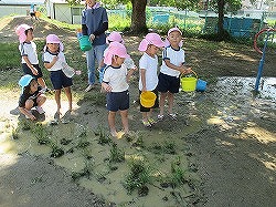 田んぼができたよ