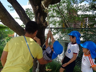 木登りをする5歳児の画像2
