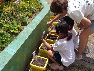 自分の植木鉢に札を立てる4歳児