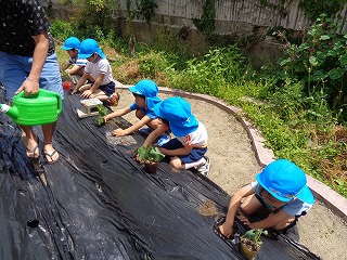 畑に野菜の苗を植える5歳児