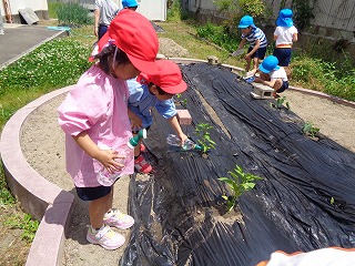 畑の夏野菜の苗に水をあげる4歳児