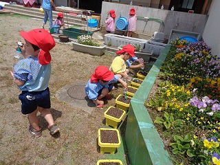 フウセンカズラの種をまいた植木鉢に水をあげる4歳児