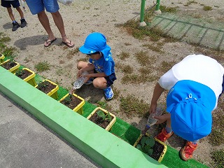 自分の野菜に水をあげる5歳児