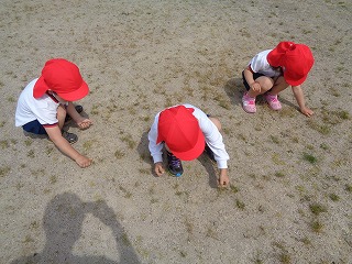 園庭の草引きをする4歳児