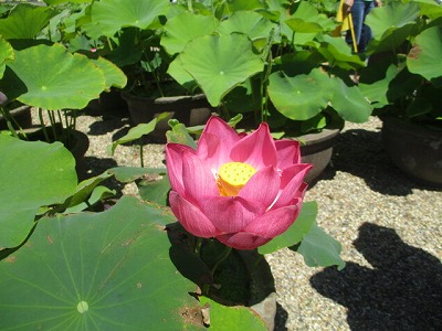 園外保育　6月25日の画像3