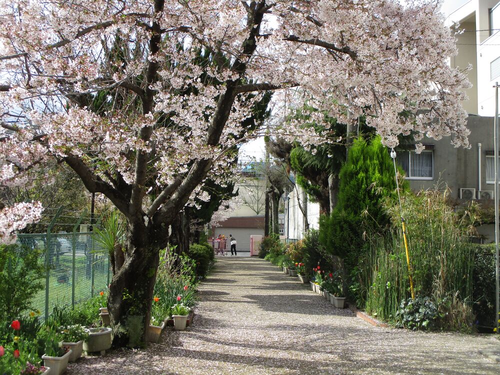 始業式　桜満開