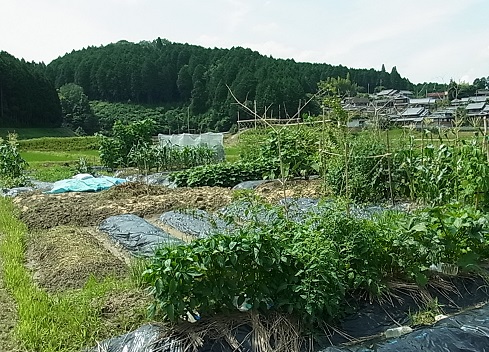 阪原市民農園(市営)の利用者を募集していますの画像3