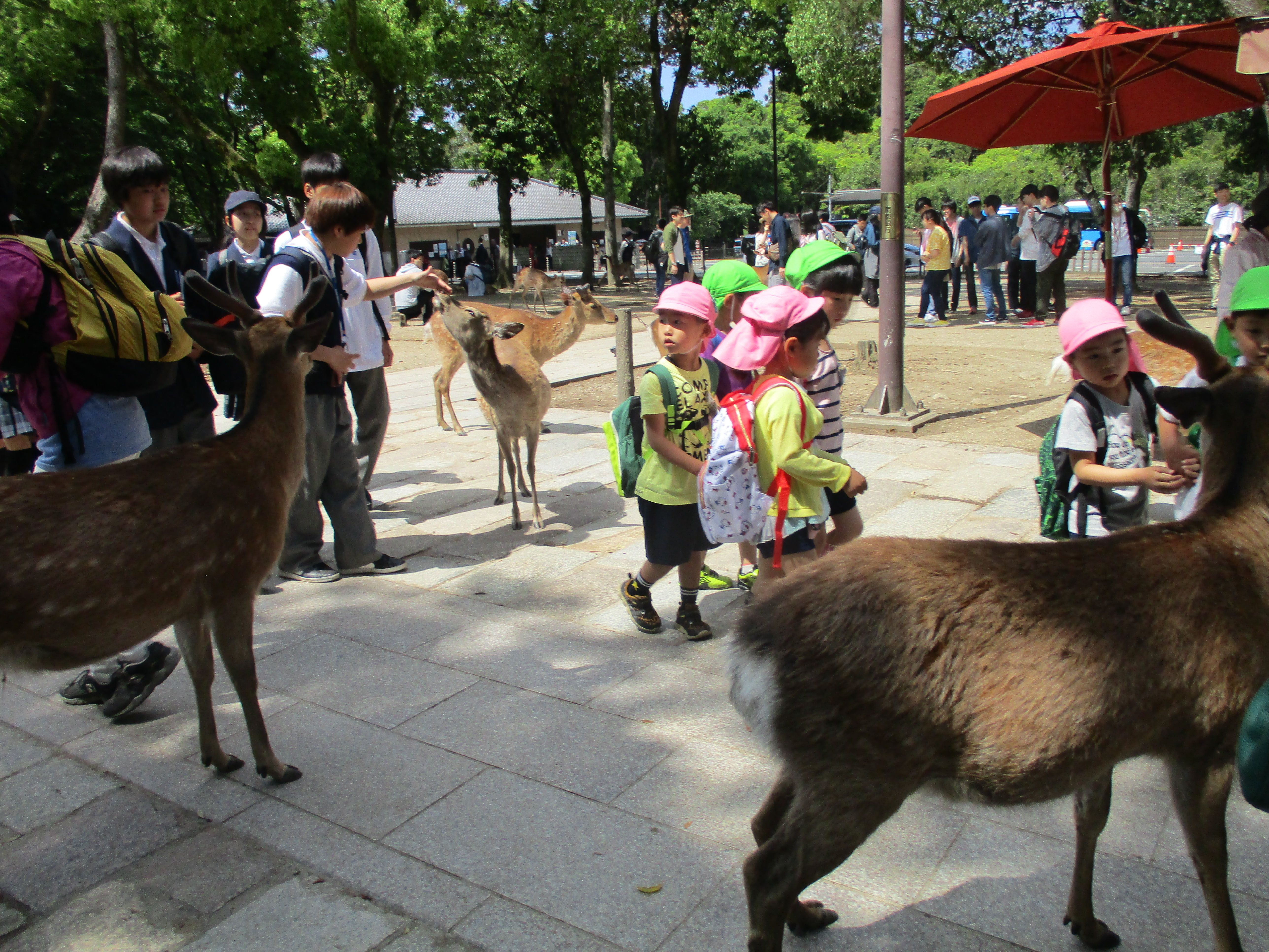 ５歳児の画像2