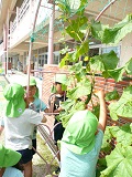 7月中旬夏野菜の収穫の画像2