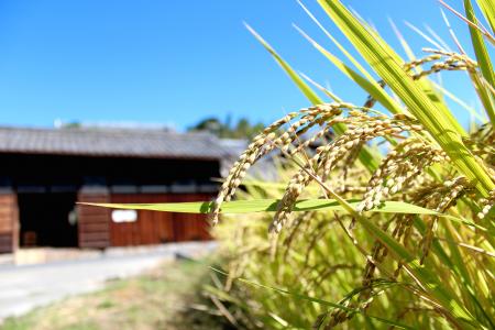 ヒノヒカリ(大野収一郎氏撮影)の画像