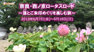 奈良市ニュース奈良・西ノ京ロータスロード～蓮とご朱印めぐりを楽しむ旅～の画像