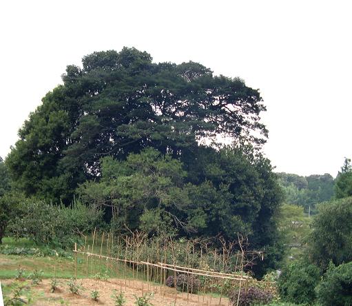 17-002　月ヶ瀬石打の巨樹群の画像