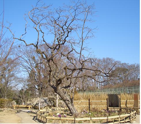 カキノキ（トヨカ柿）