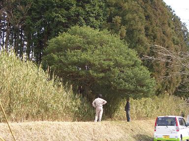 20-004　イヌツゲの画像