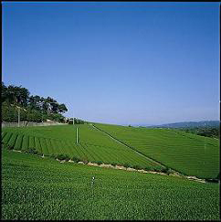 大和茶の画像