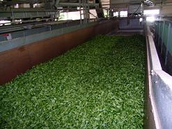製茶工場