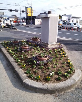 大宮通り花植え3