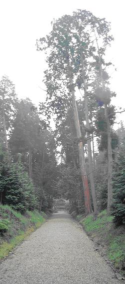17-004　都祁友田町の巨樹群の画像
