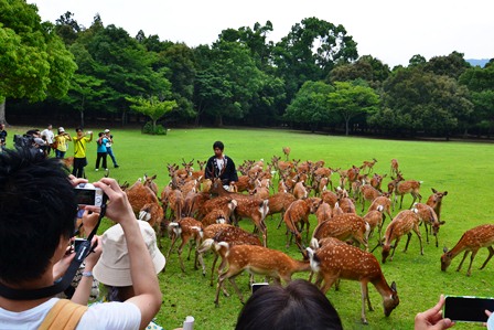 鹿寄せの画像2